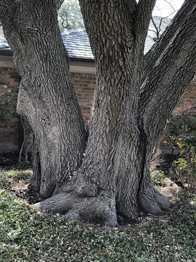 Mature heritage tree close to a Pricedale property cared for by certified arborists